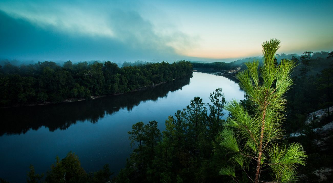 View of Apalachicola River through pine trees from Alum Bluff.