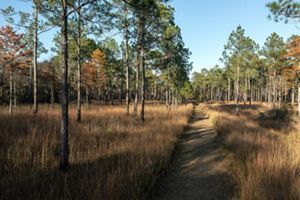 Autumn colors surround a trail winding through a landscape covered in brown grasses and tall pine trees.