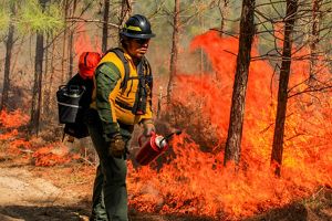 A man in firefighting gear walks with a drip torch as orange and red flames burn behind him.