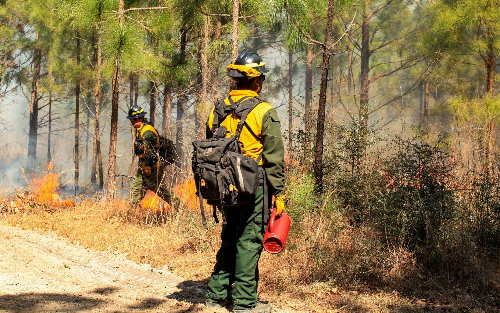 A Wildland Fire Management crew member emerges from heavily forested habitat, which he just lit on fire using a drip torch, as another crew member observes.