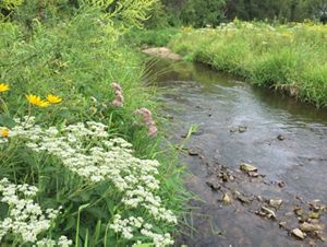 A wide stream flows between banks covered with tall green grass and blooming wildflowers.