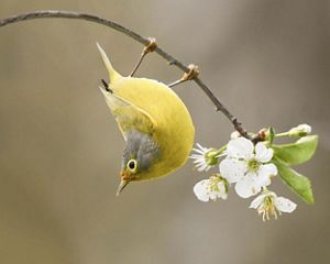 A Nashville warbler hanging upside down on a branch.