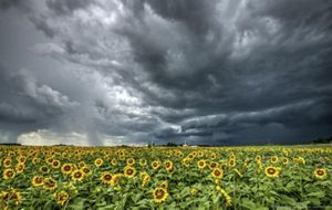  Landscape view looking across a wide field of yellow sunflowers with a dramatic sky of gray clouds before a storm.
