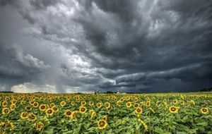 Vista de un paisaje a través de un campo extenso de girasoles amarillos con un espectacular cielo de nubes grises antes de una tormenta.