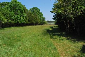 A grassy path through a clear of trees, looking toward water.