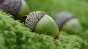 A closeup of acorns resting on green moss.