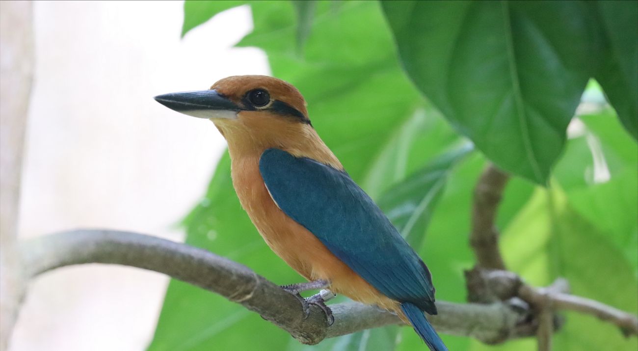 Closeup of a sihek sitting on a branch.