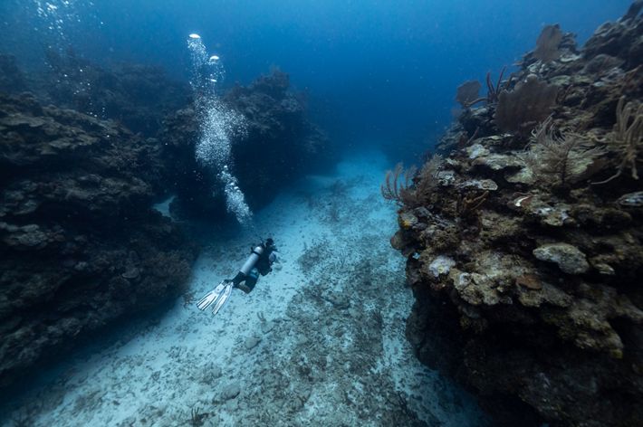 A scuba diver swims alongside Belize's barrier reef.