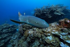 A nurse shark swims along a reef.
