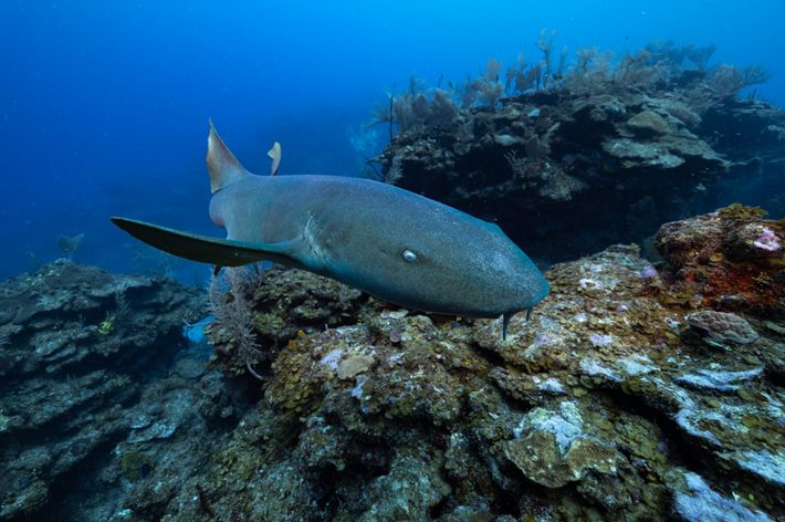 A nurse shark swims along a reef.