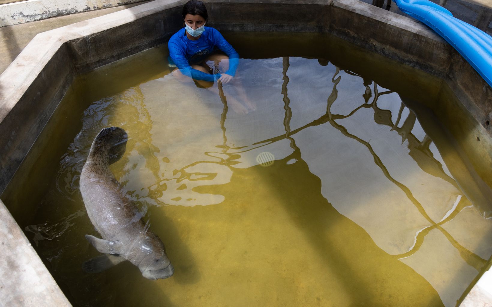 Tiegan Jones sits in a tank with an orphaned manatee.