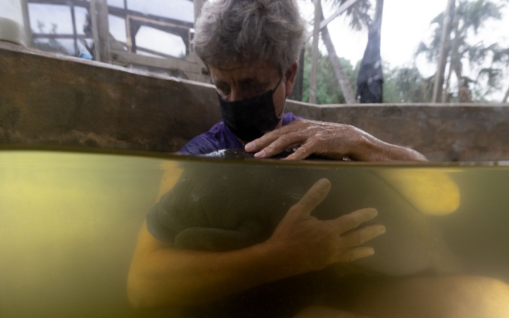 A manatee is cared for in a tank at Wildtracks Manatee Rehabilitation Centre.