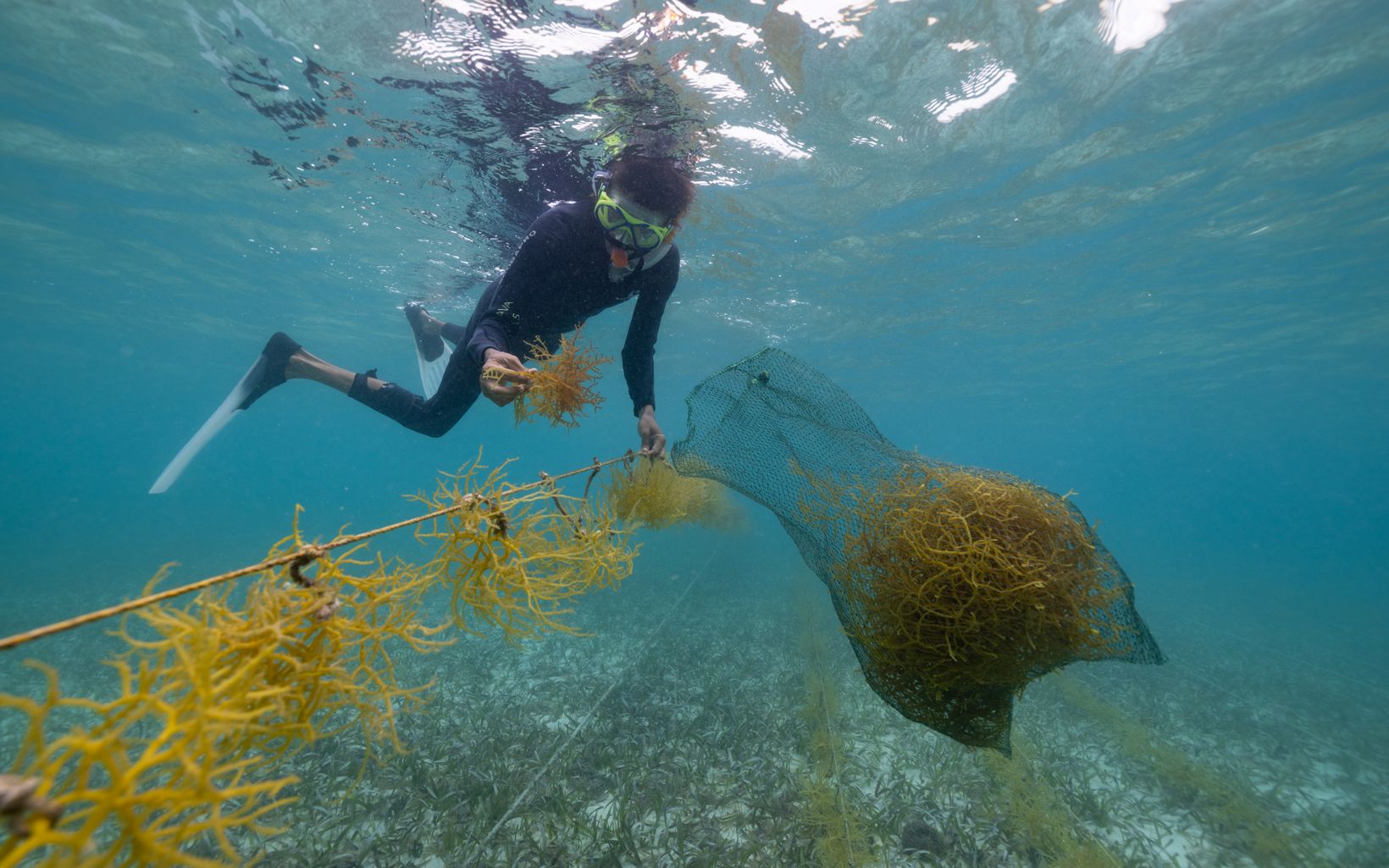 Mariko Wallen dives with seaweed in a net.
