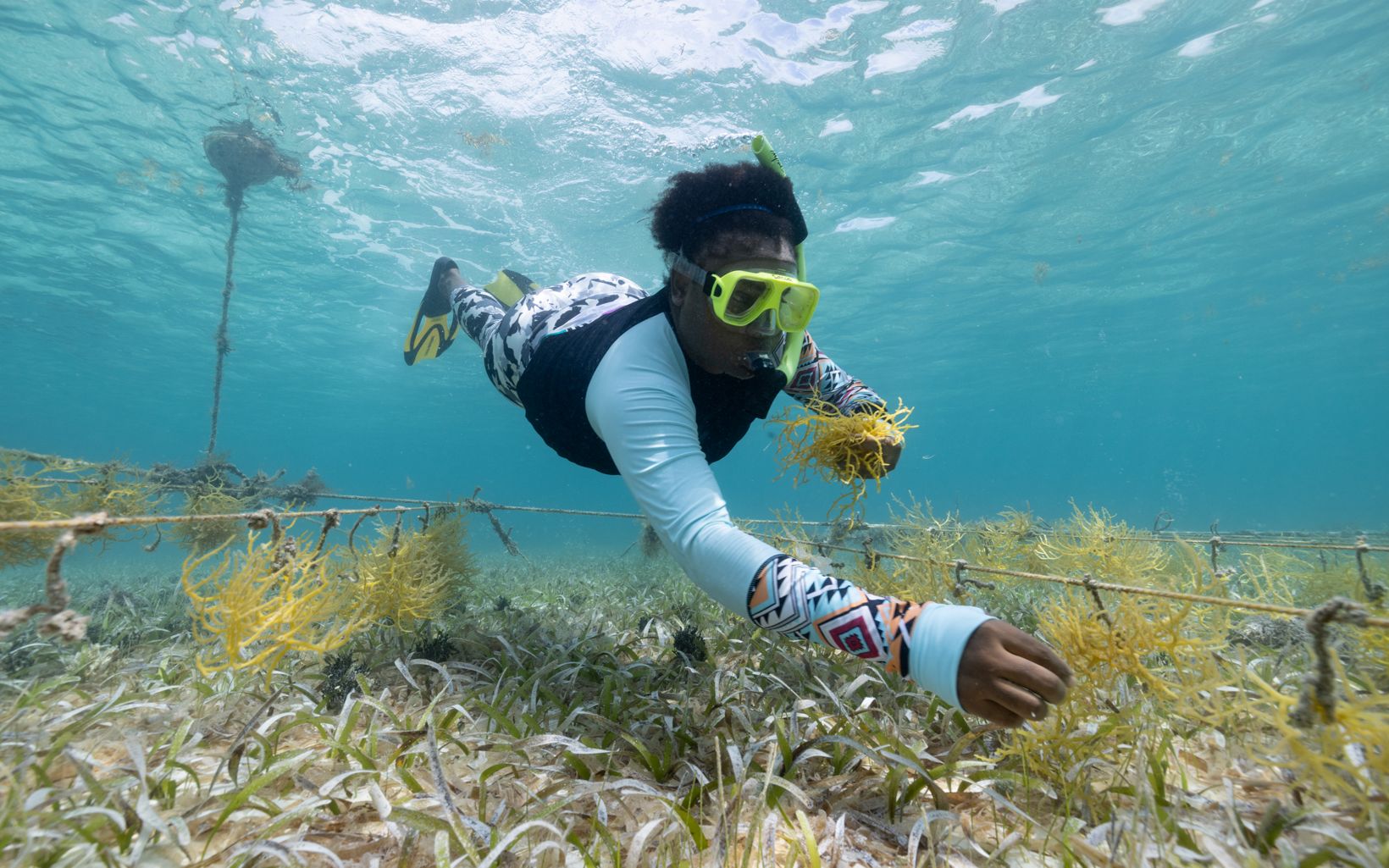 Haley Cattouse dives to work on the seaweed farm.