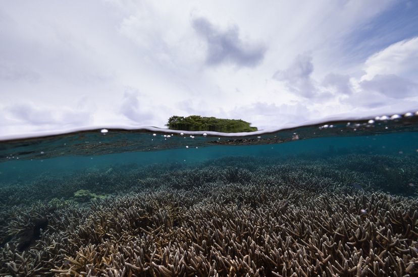 A dense field of staghorn coral is just under the water.