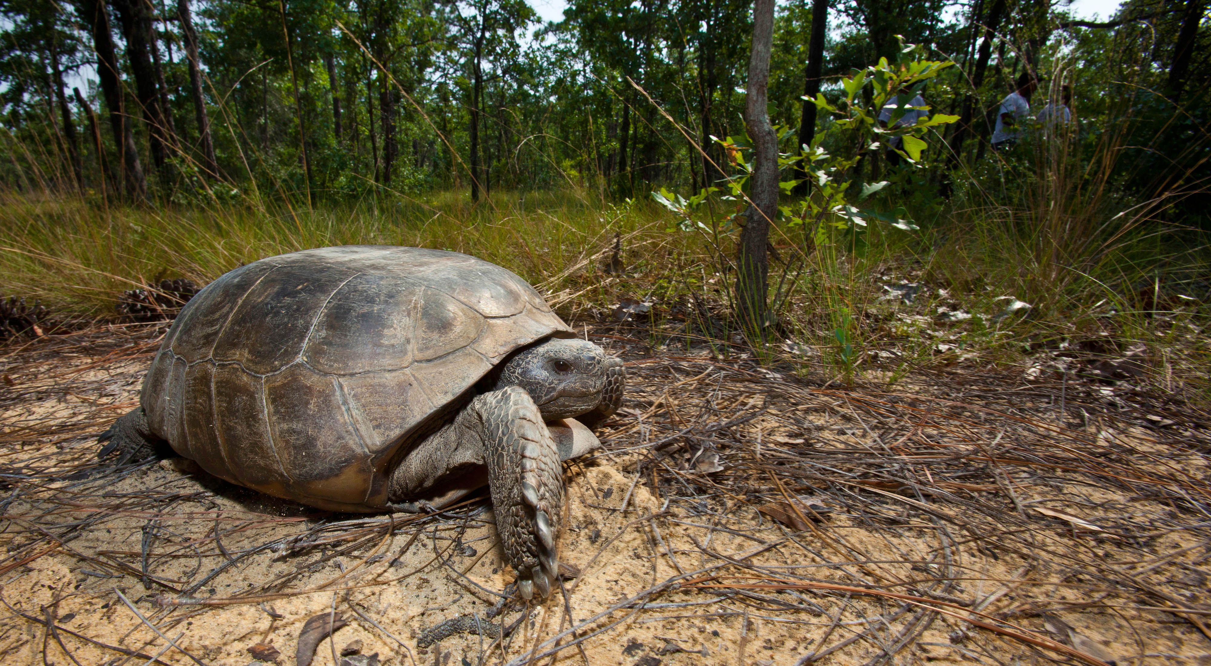 An adult gopher tortoise on the sandy soils of longleaf pine savanna.
