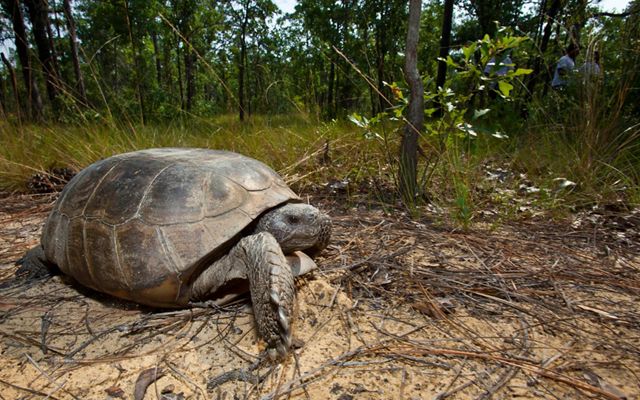 A gopher tortoise stands on the dirt floor of a forest.