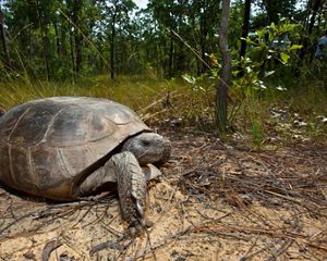 An adult gopher tortoise on the sandy soils of longleaf pine savanna.