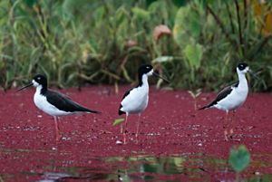 Three black-and-white stilts stand ankle-deep in marsh water that is covered in a red substance.