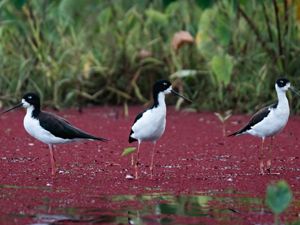 Three black-and white stilts stand ankle-deep in marsh water that is covered in a red substance.