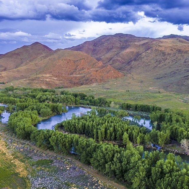 Aerial view of cottonwood forests along the Truckee River at McCarran Ranch