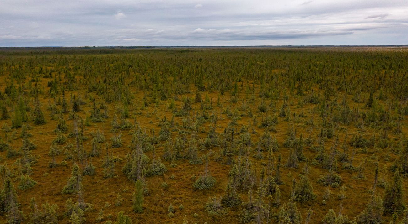 aerial view of a northern peat bog.