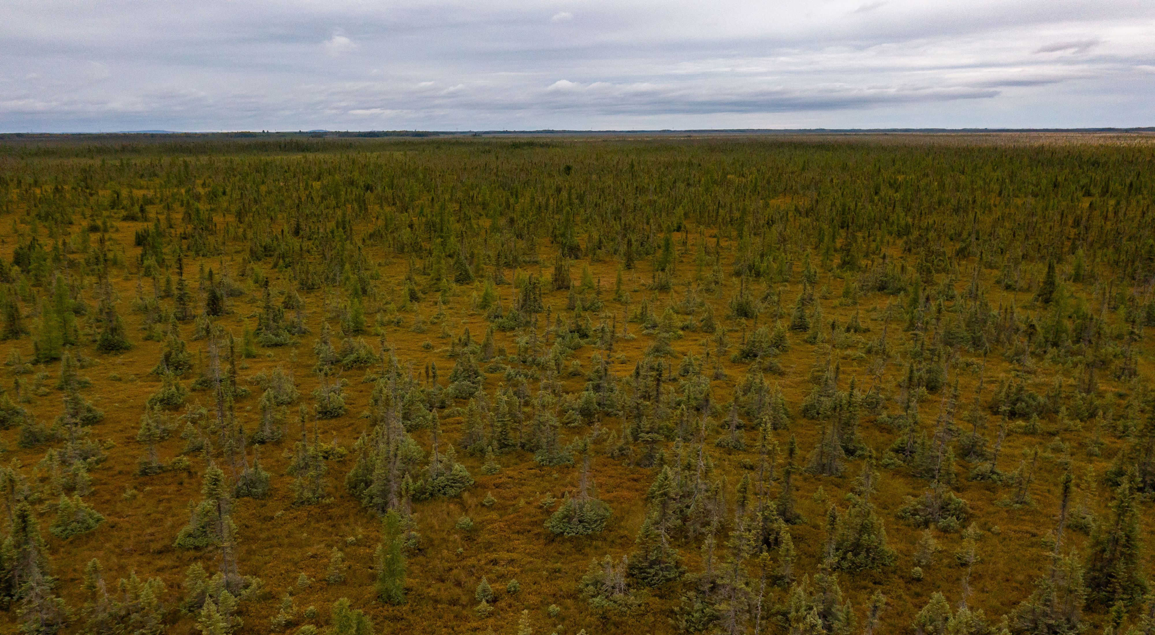  aerial view of a northern peat bog.