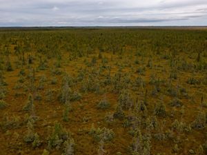 Aerial view of a vast bog with short green trees growing out of it.