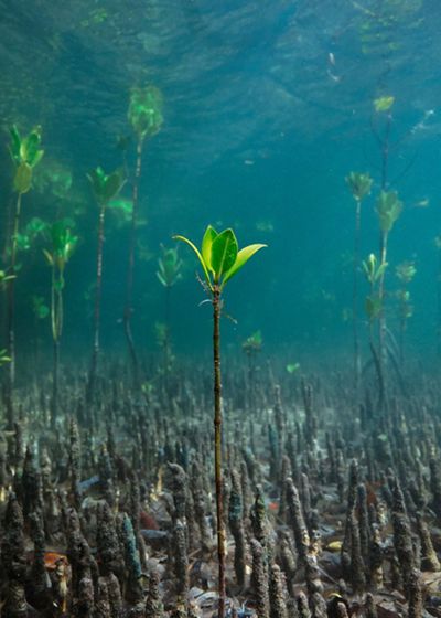 baby mangrove underwater