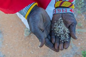 Close up of hands holding white puffy seeds.
