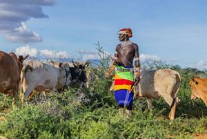 A young man dressed in colorful beads and a sarong stands among cattle in a Kenya grassland.
