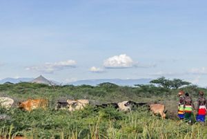Wide shot of three young men walking with cattle in a Kenya grassland.