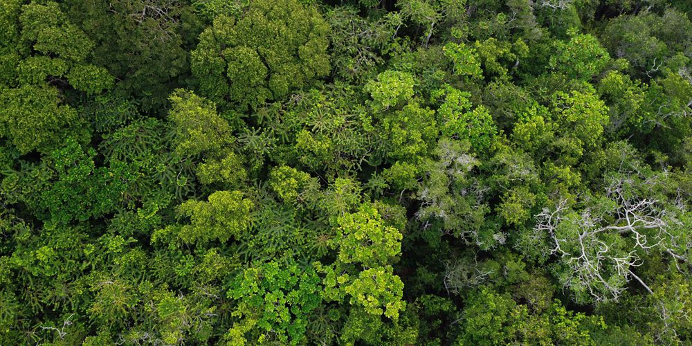 forest aerial.