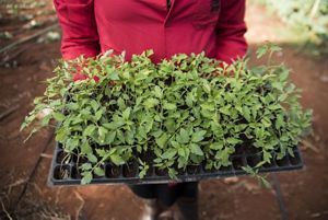 woman holding tray of green tomato seedlings 