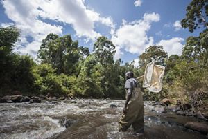 Person walking in river with a net. 