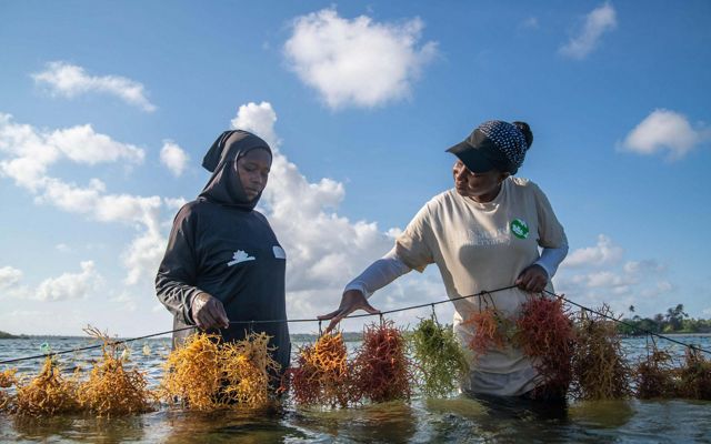 Tanzania Seaweed Farming