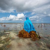 woman walking away with seaweed bundles