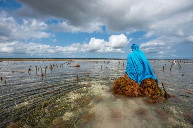 A woman in a blue scarf pulls seaweed through shallow water.