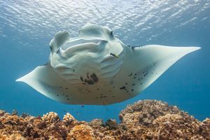 The underside of a manta ray. 