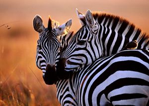 Two plains zebras nuzzle each other against an orange-colored background.
