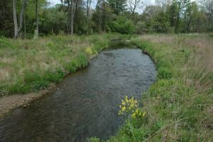 A wide stream gently meanders between green grass banks dotted with blooming yellow wildflowers.