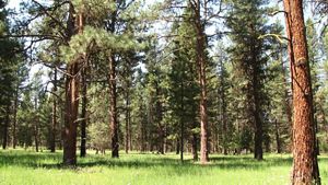Forest thinned to an open, park-like stand.