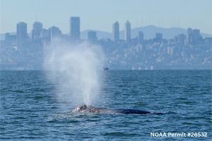 A gray whale surfaces in San Francisco Bay. 