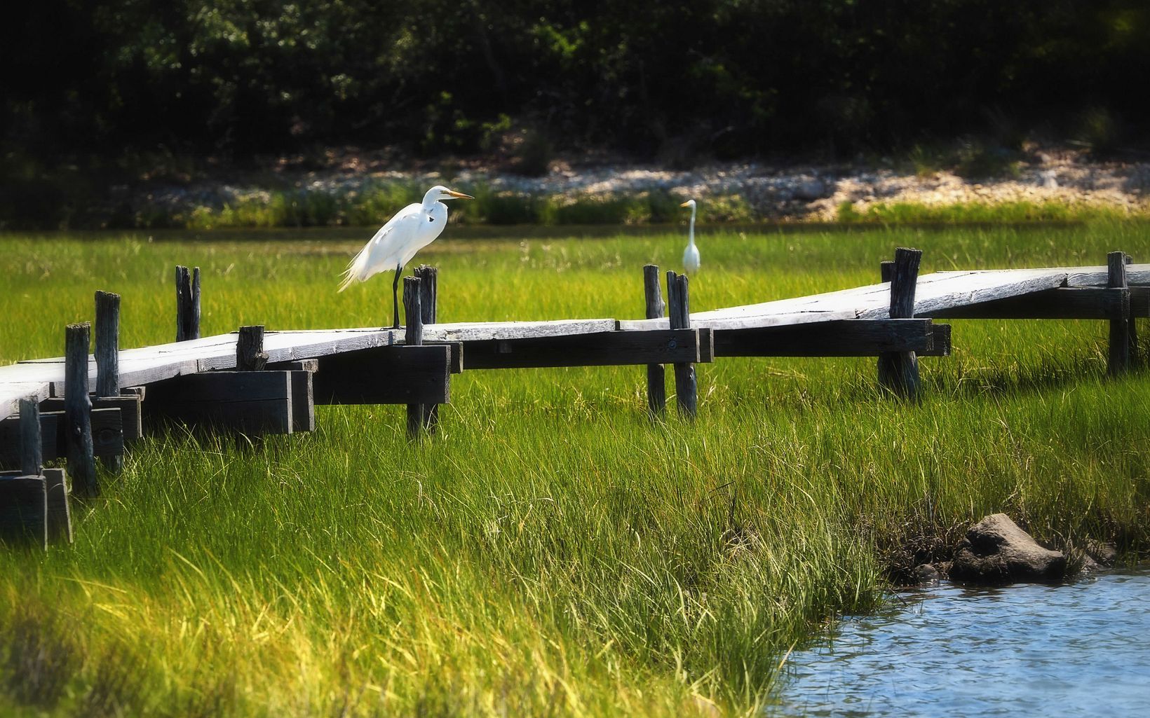 Two large white cranes on a wooden pier over marsh grasses.