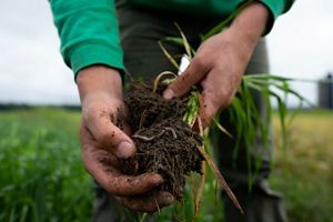 A close up of two hands cupping a clump of healthy soil and plant root with worms.