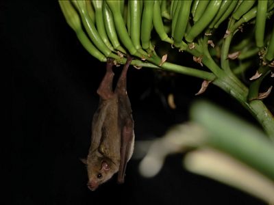 A small brown bat with a leaf tip nose hangs upside down by its feet on a green plant.