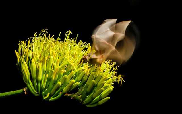 A small brown bat sits on a green plant with elongated flower pods and thin, yellow stamens.
