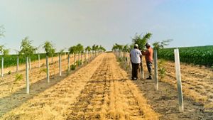Two people stand in field.