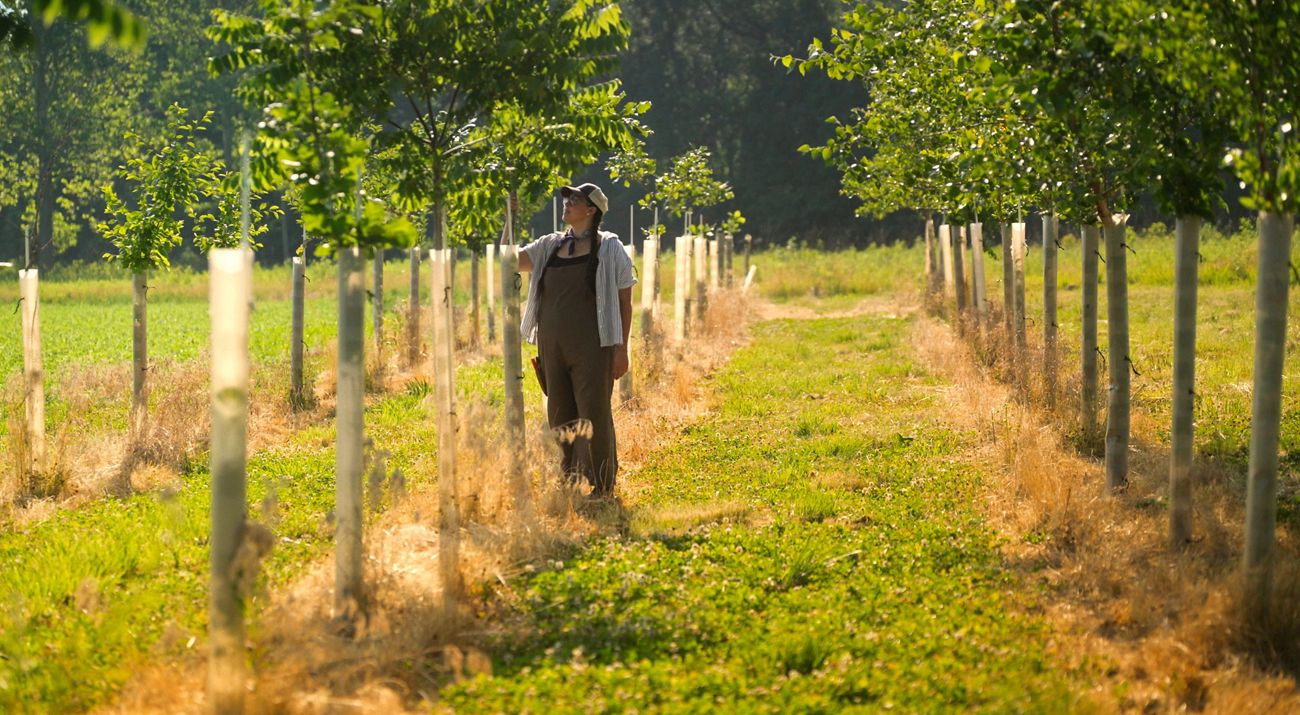 A person walks through a field and inspects rows of young trees.