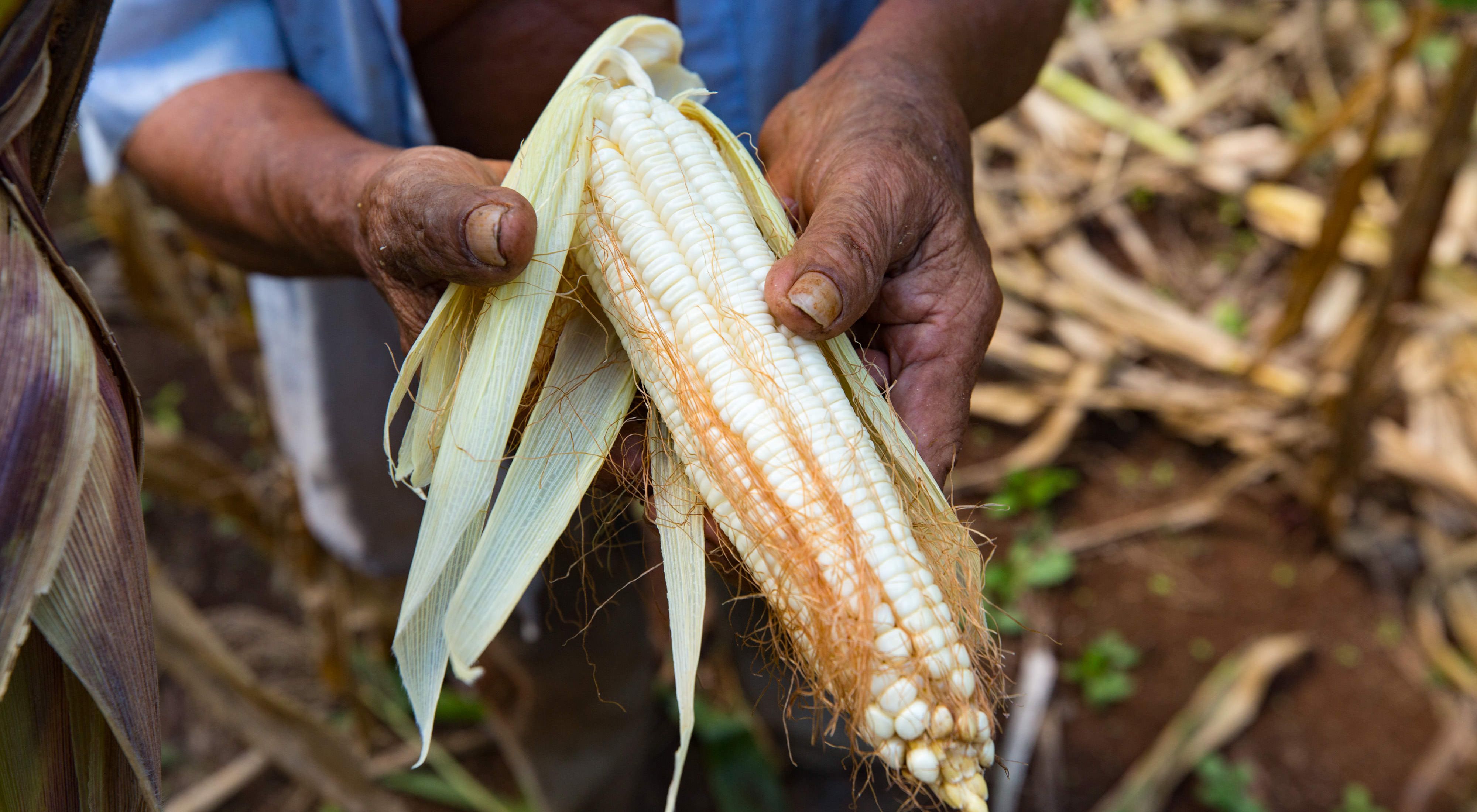October 2016. 79-year-old Dionisio Yam Moo checks on his corn in his "milpa" personal agricultural field. He has adopted his own method of conservation agriculture planting beans high in nitrogen below his corn plants. The Nature Conservancy works with landowners, communities, and governments in Mexico to promote low-carbon rural development through the design and implementation of improved policy and practice in agriculture, ranching, and forestry. The Conservancy is leading the initiative, Mexico REDD+ Program in conjunction with the Rainforest Alliance, the Woods Hole Research Center, and Espacios Naturales y Desarrollo Sustentable. Photo credit: © Erich Schlegel    
